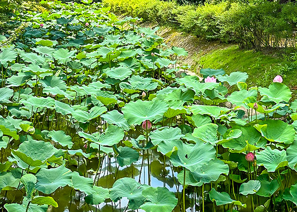 Lotus Blossom in July