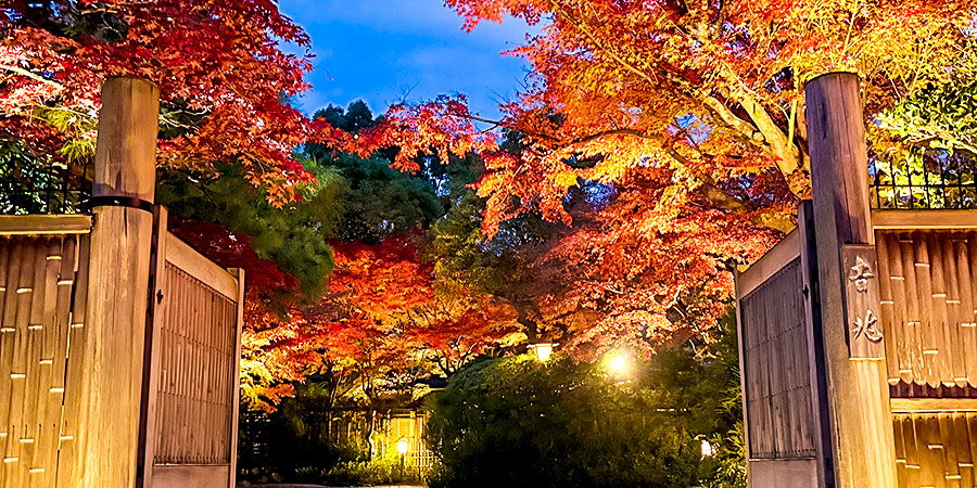 Red Leaves under Lights