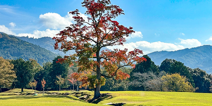 Autumn Foliage Viewing