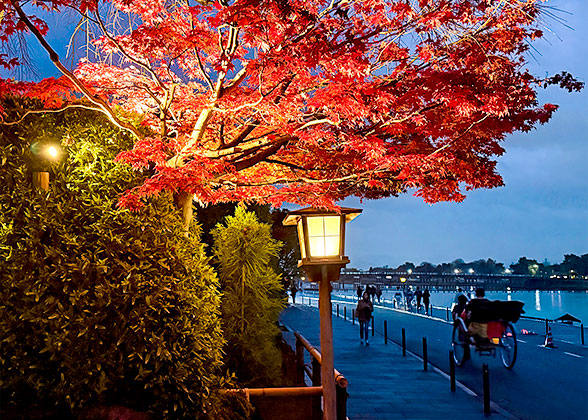 Red Leaves under Lights