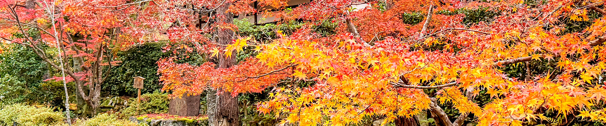 Beautiful Red Leaves in Kamakura