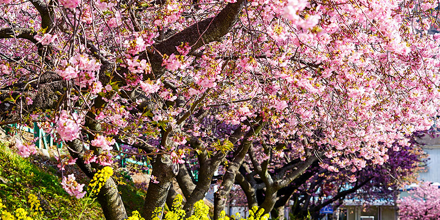 Sakura Peak View in Late March