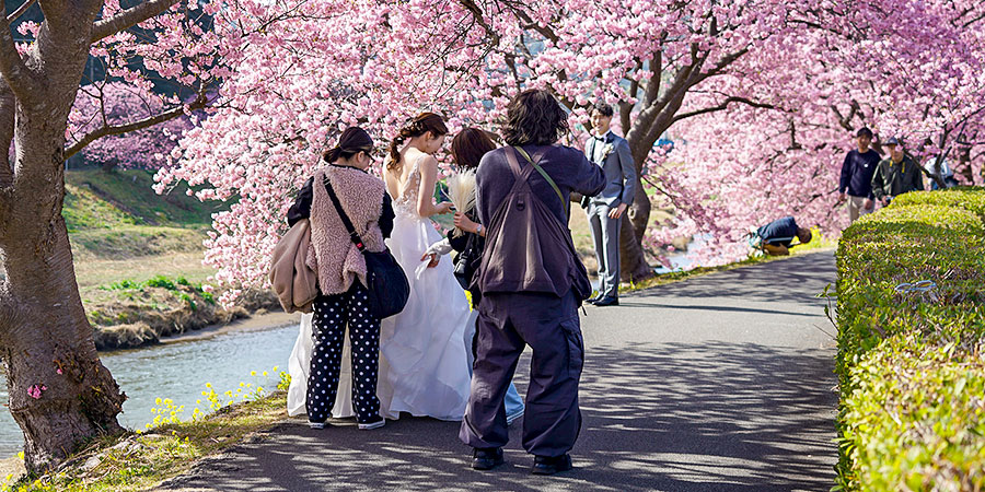 Peak Sakura Blossom
