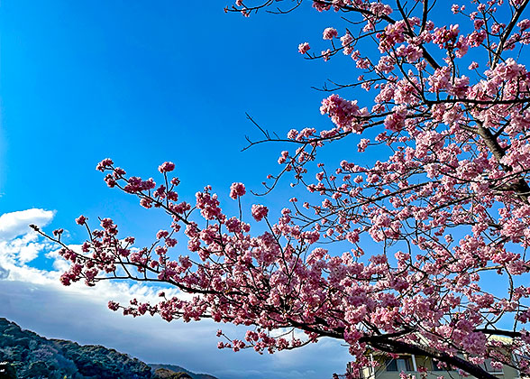 Beautiful Sakura Blossoms