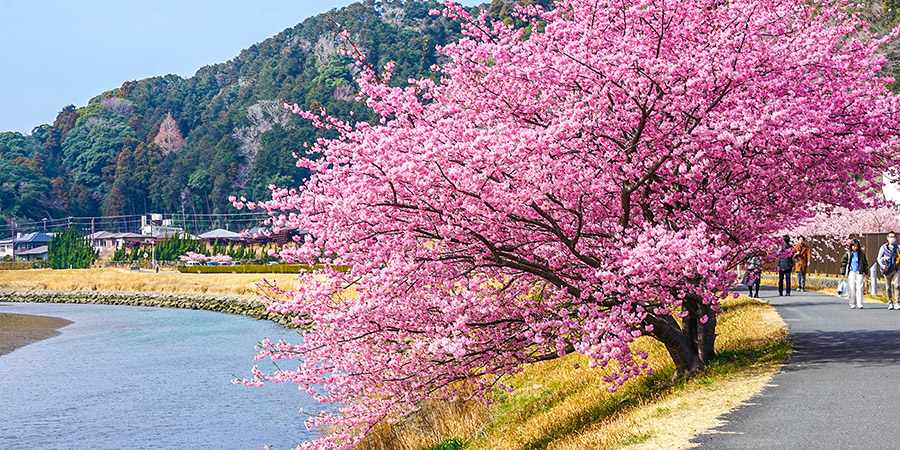 Cherry Flowers along Kamo River