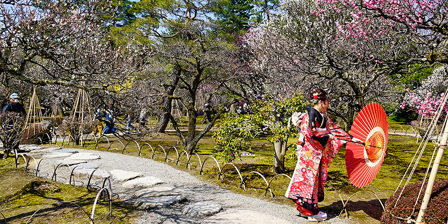 Take Photos under Cherry Blossom Tree