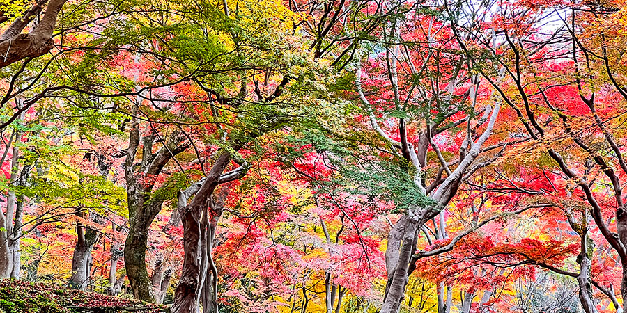 Kanazawa Best Autumn View