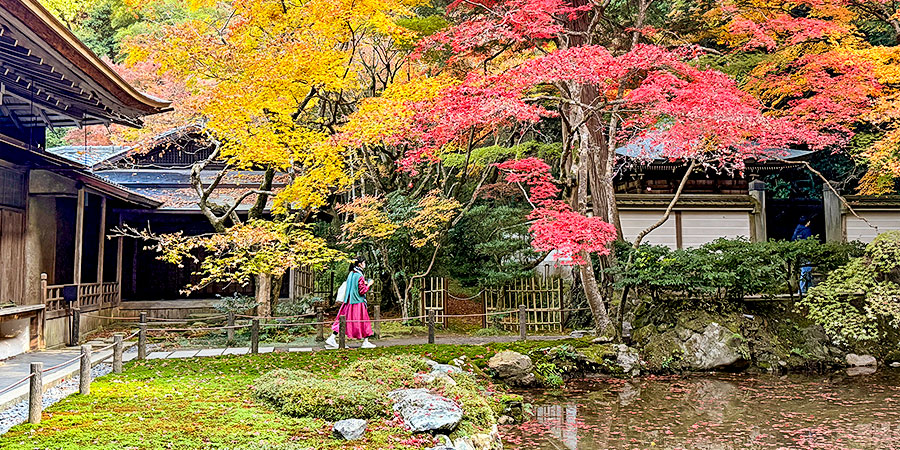 Kanazawa Fall Foliage View
