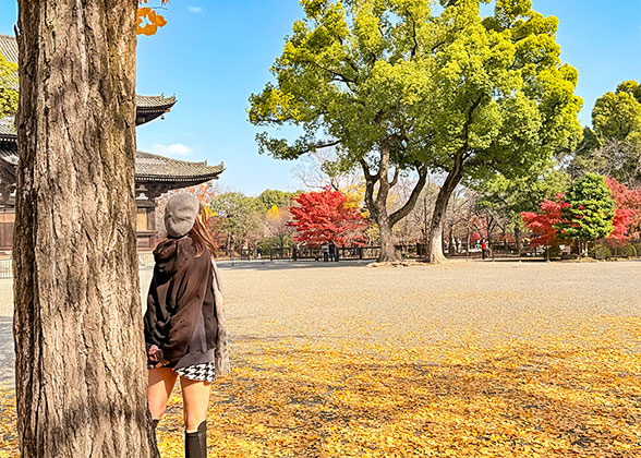 Golden Leaves in Kanazawa