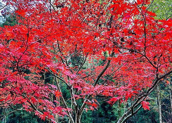 Red Leaves in Kenroku-en Garden