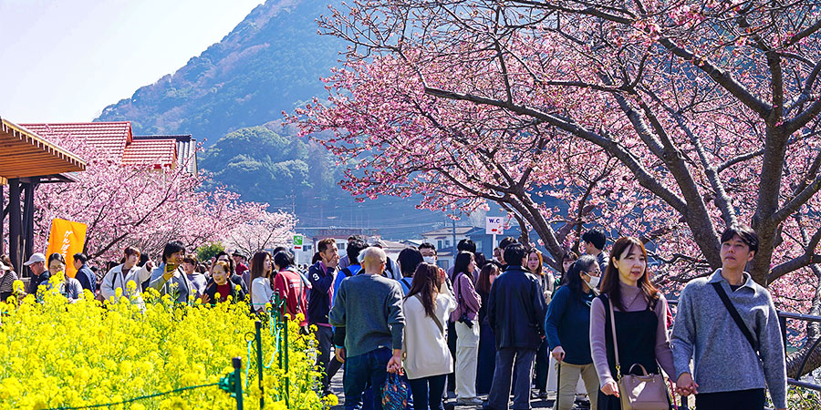 Blooming Kawazu Sakura and Rape Flowers