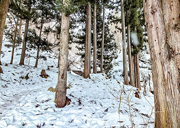 Snowy Forests in February