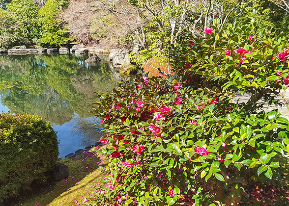 Azalea Flowers in Kenroku-en Garden