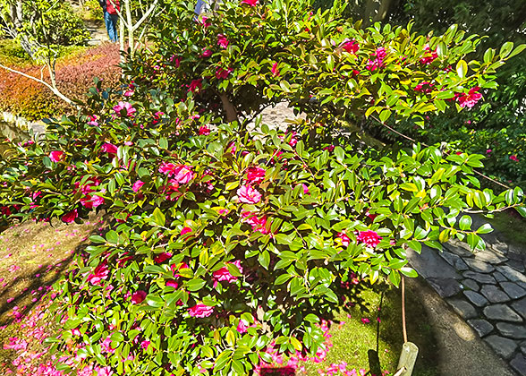 Azaleas in Kenroku-en Garden