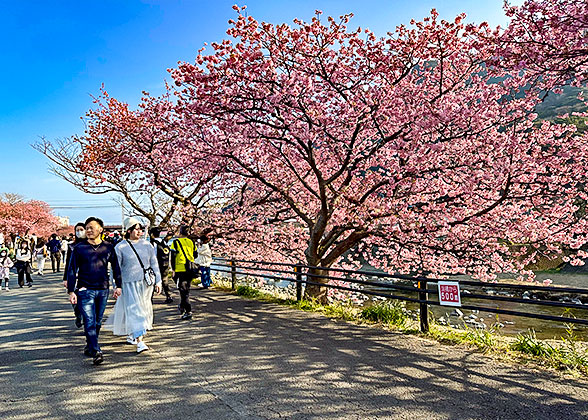 Delicate Cherry Blossoms
