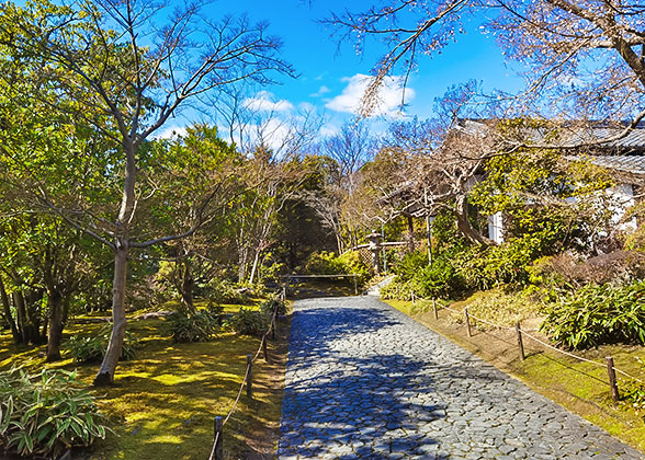 Yellowgreen Plants in Kenroku-en Garden