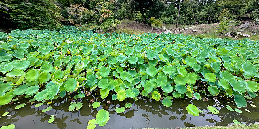 Green Lotus Leaves in Kenroku-en Garden