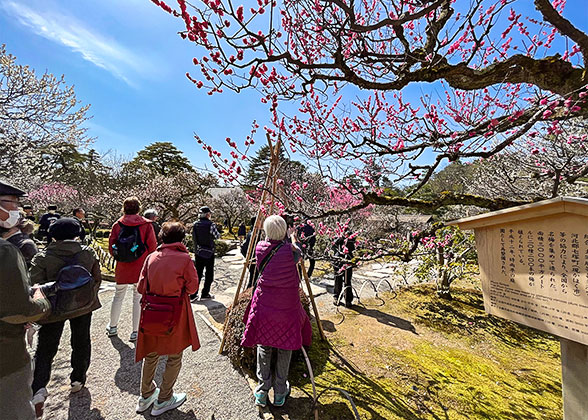 Plum Blossoms in Kenroku-en Garden