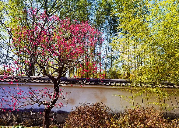 Plum Flowers in Kenroku-en Garden