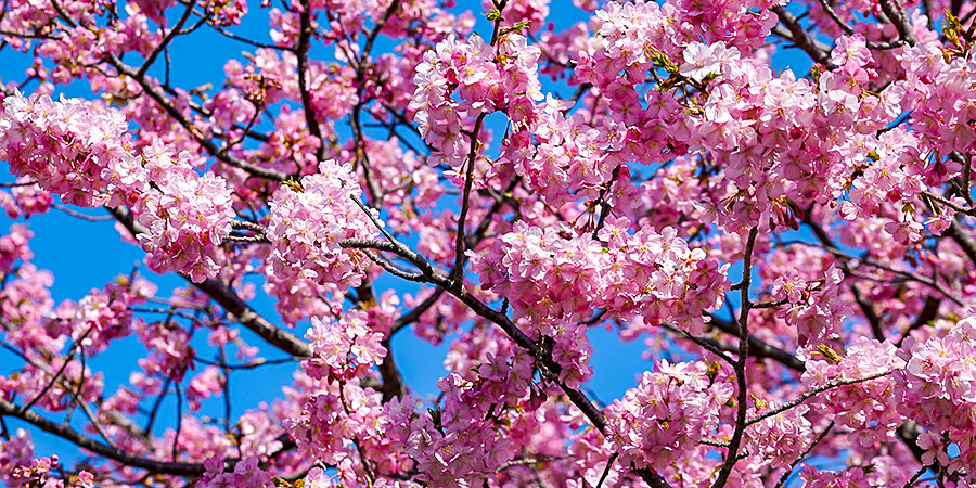 Lovely Cherry Blossoms in Kanazawa