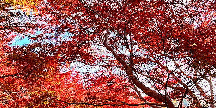 Amazing Red Leaves in Kobe