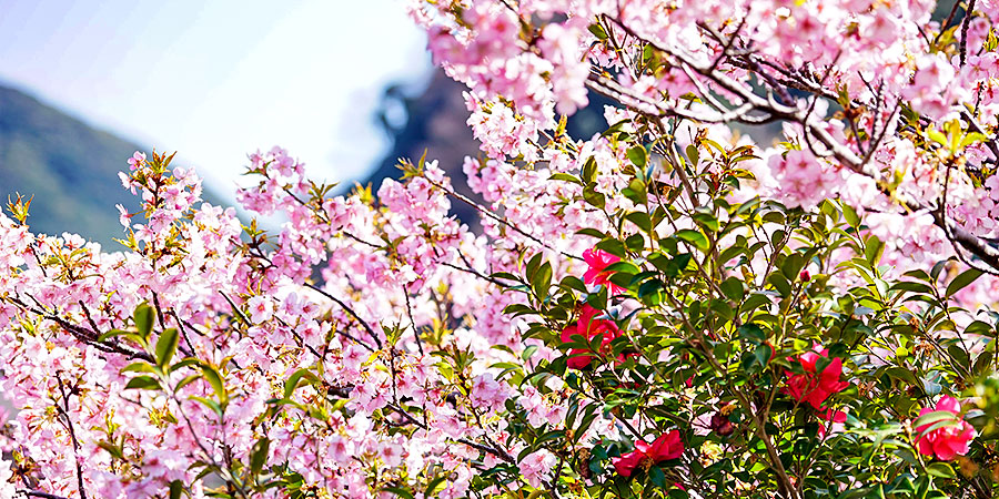Blossom in Spring