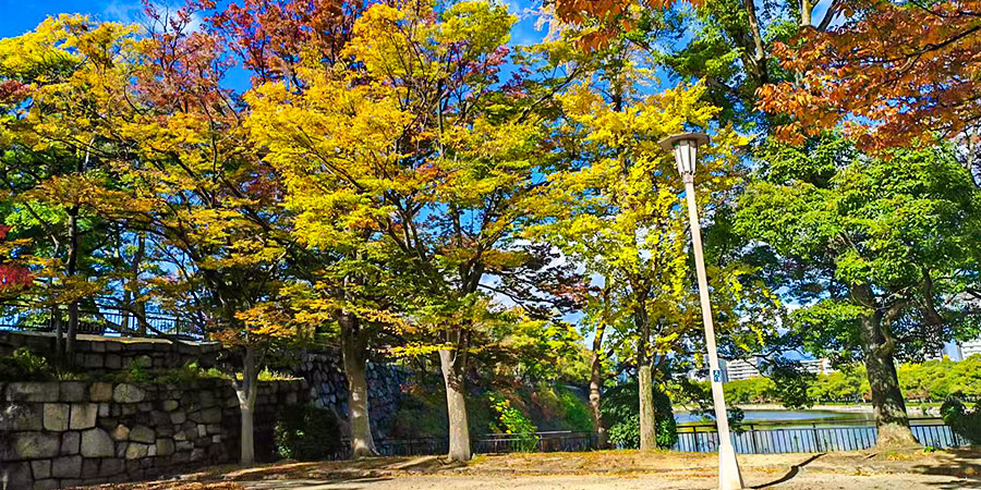Fall Foliage View