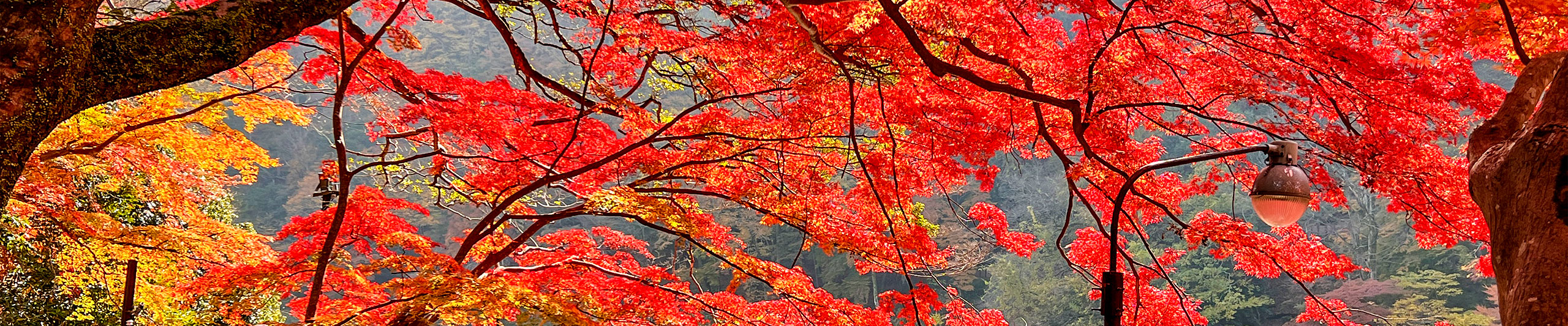 Wonderful Red Leaves