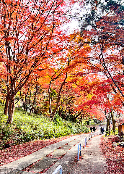 Stunning Red Leaves View