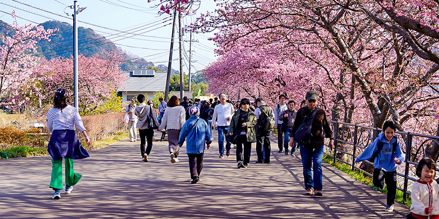 Kobe Sakura Blossom