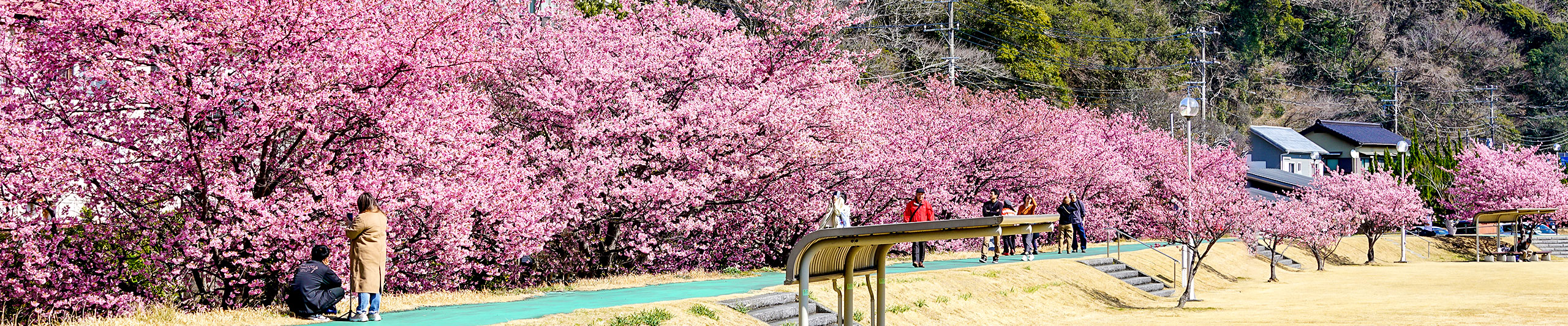 Sakura in April