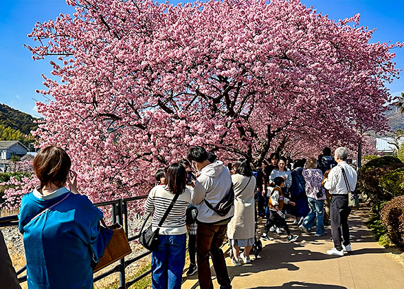 Sakura Blossom in Spring