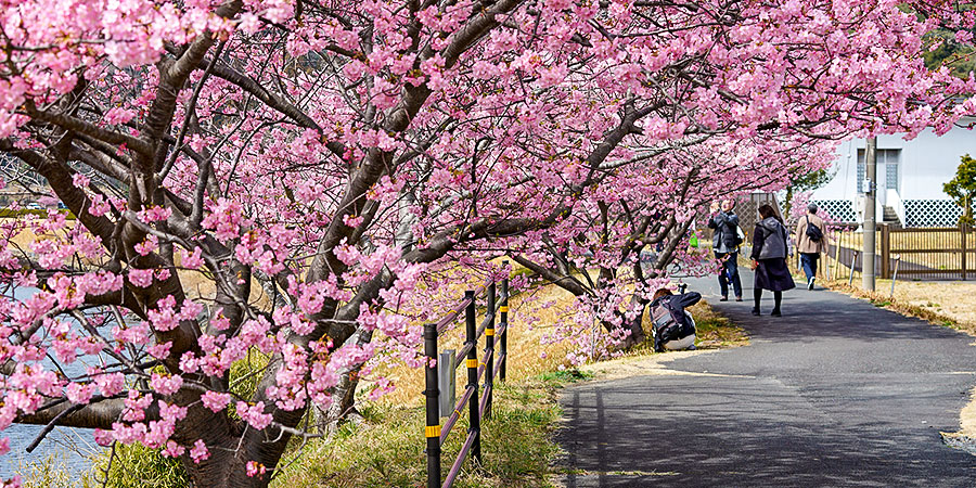 Sakura Blossom in Spring