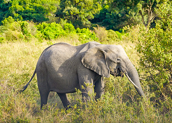 Wild Animals in National Parks