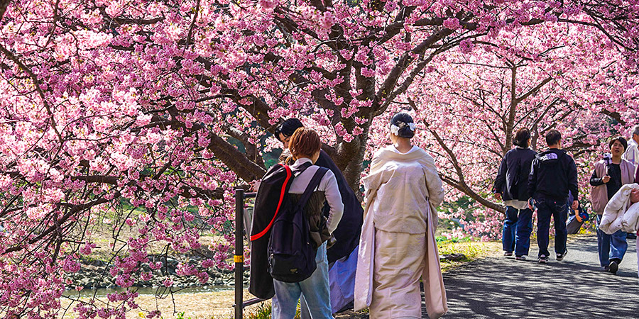 Blooming Sukura Near Philosopher's Path