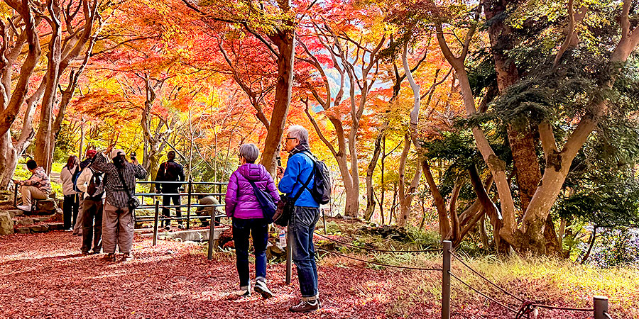 Red Foliage in Kyoto's Autumn