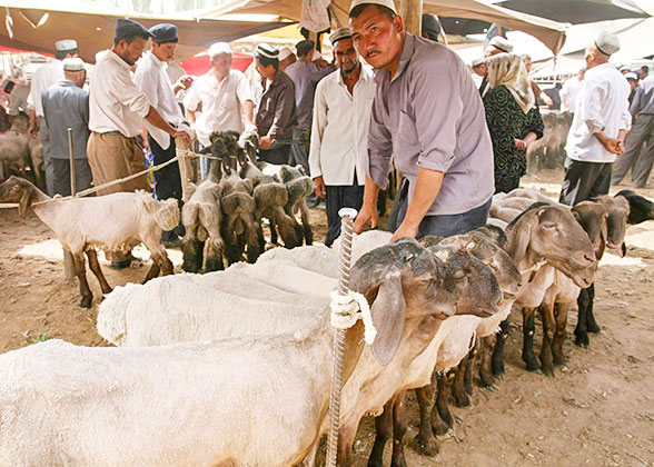 Local Animal Market in Kyrgzstan