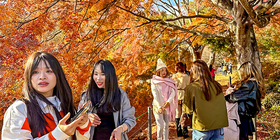 Autumn Foliage near Laka Kawaguchi
