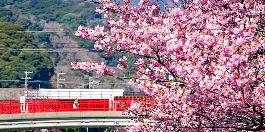 Blooming Sakura by Kawaguchiko Lakeside