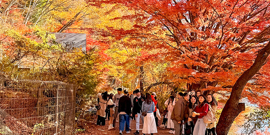 Peak Fall Foliage View