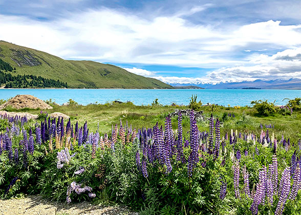 Blooming Lavender around Lake Kawaguchi
