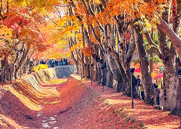 Maple Corridor in November