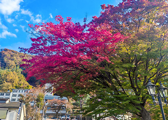 Maple Leaves in Lake Kawaguchi