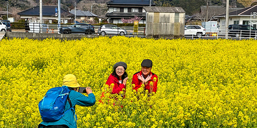 Sea of Flowers by Lake Kawaguchi