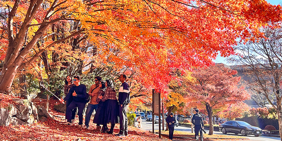 Red Leaves in Early December