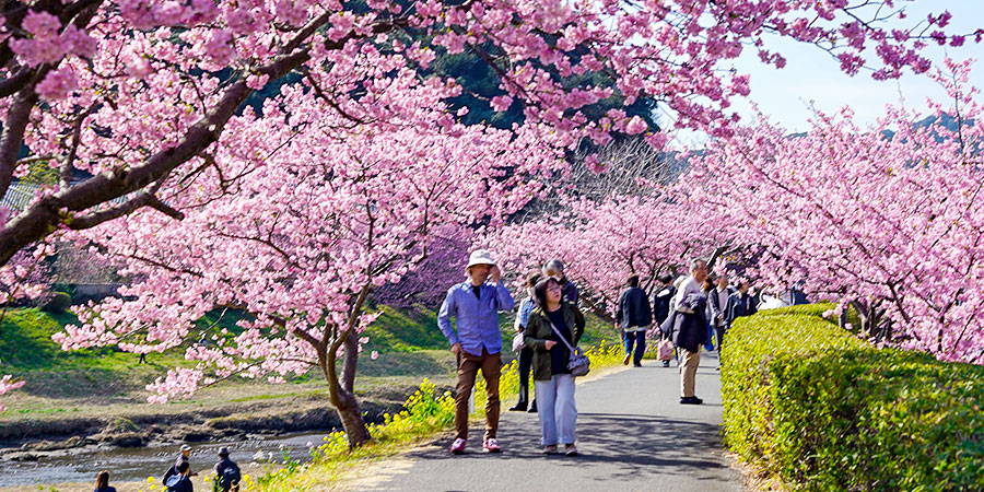 Blooming Sakura by Lakeside of Kawaguchiko