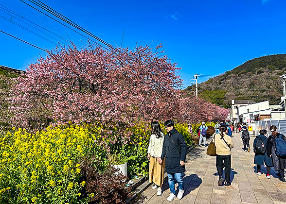 Cherry Blossoms in Lake Kawaguchi