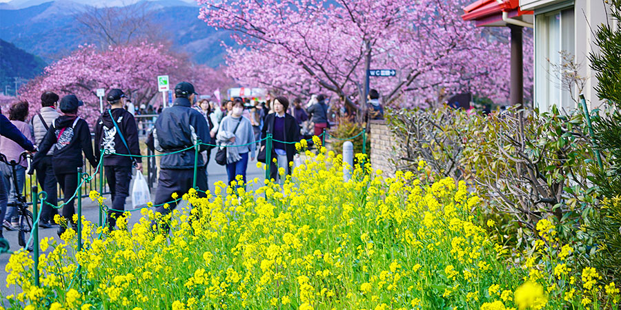 Blooming Flowers around Lake Kawaguchi