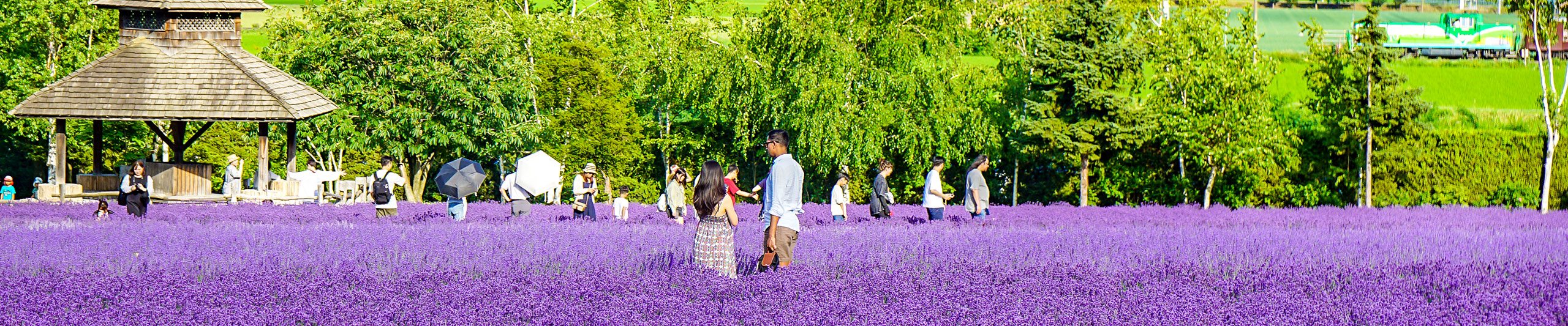 Lavender Field in Hokkaido