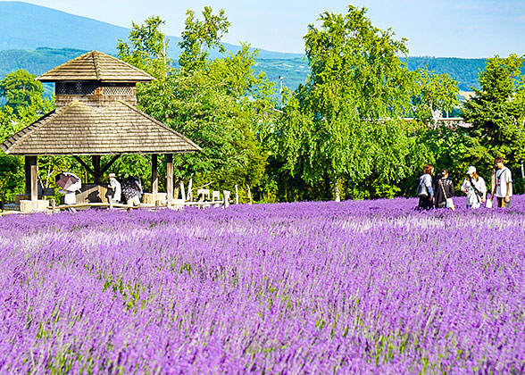 Purple Seas of Lavender in Hokkaido